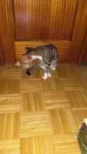 Cat-Toys Pet-Products Mice Catnip Animal Interactive