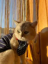 [MPK Store] Cat Toy Cat Costume Clip Tie for Cats and Dogs, Cat Collar