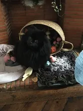 Blanket Activity-Mat Feeding-Mat Puzzle Dog-Snuffle-Mat Foraging Nosework Food-Training