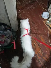 Pet Cat Collar Harness And Leash Adjustable Nylon Pet Traction Dog Kitten Halter Collar