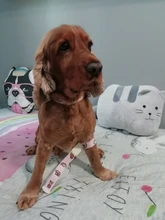 Hebilla de torniquete de emergencia de algodón, liberación rápida, primeros auxilios, enfermera, al aire libre, sin látex, para exterior, paramédico médico