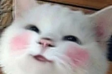 Women's Dresses Chic Lady Kawaii Ulzzang Strawberry Rabbit Cute Strap Dress Female Ins