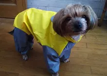 Mono impermeable para perro mascota, ropa impermeable para exteriores, mono con capucha para perros pequeños y grandes, capa impermeable, Bulldog francés