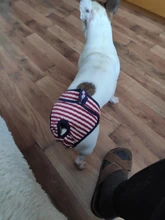 Menstruation Underwear Panties Jumpsuit Diaper Dog-Shorts Pet-Physiological Sanitary