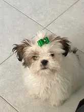 PipiFren para perros pequeños moños de acicalamiento accesorios para el cabello de Yorkshire terrier para mascotas producto aseo pelo cuadernos dla psa