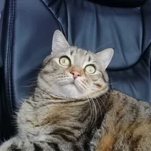 A***v
