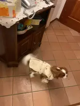 Coat Costumes Hoodies Jacket Puppy Dogs Small British-Style Winter Thicken for Cat-Clothing