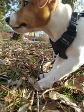 Harness Light-Weight Military-Service Truelove Dog Small Outdoor Tactical Medium Adjustable