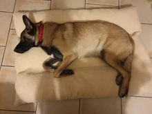 Dog Blanket Dog-Bed Pitbull Small Puppy-Cushion Soft Large Warm for Medium SML Husky