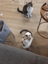 1pc nuevo lazo para mascotas gato pequeño Collar de hebilla ajustable pajarita Collar de cachorro lindo pequeño Collar de perro con campanas