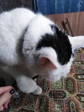 Hierba gatera Natural palo gato de limpieza de dientes Molar dientes con Silvervine Actinidia de palillos de gato para aperitivo Gato de limpieza