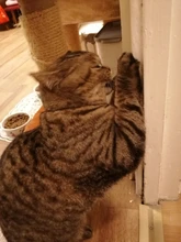 Natural Catnip Toys For Cats Crazy Healthy Cat Toys For Kitten Edible Treating Cleaning