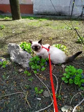 Arnés y correa para cachorros y gatitos, cinturón de tracción ajustable para animales, cuello Halter para gatos y gatitos, sin cartón