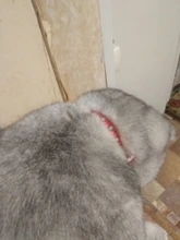 Necklace-Accessories Products Puppy Dogs-Collar Pet Chat Kitten Small for Pour Animaux