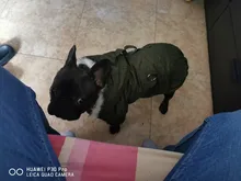 Chaqueta con capucha para gatos domésticos y perros, abrigo cálido para invierno, para perros medianos y pequeños, Chihuahua, ropa ligera
