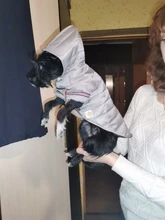 Small Dog Clothes Winter Warm Pet Dogs Coat Jacket Puppy Cat Outdoor Clothing Hoodies