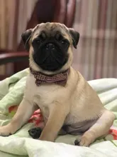 Leash-Set Pet-Products Dog-Harness Dogs Adjustable Small Chihuahua Walking Nylon And