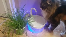 Fuente de Gato de 2L con luz azul, dispensador de agua automático alimentado por USB, alimentador de gatos, filtro de bebida para gatos y perros, proveedor de mascotas