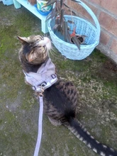 Arnés y correa reflectantes para gato, ropa transpirable a prueba de Escape para mascotas, chaleco ajustable de fácil Control