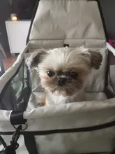 Bolsa de asiento de coche para perros, cesta impermeable de seguridad para viaje, bolsas colgantes de malla, bolsa de asiento para perro, cesta para gato