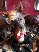 Plush-Dolls Dog-Toys Dog-Accessories Interactive-Toy Dogs Airdrop Puppy Game Chew-Molar