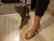 WUXIJIAO-Zapatos de baile de satén con diamantes de imitación para mujer, baile latino, suela suave, para salsa, tacón de 5 a 10cm