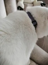 Cats-Bells-Collars Accessories Buckles Pattern-Supplies Reflective Adjustable Fashion