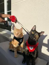 Arnés y correa reflectantes para gato, ropa transpirable a prueba de Escape para mascotas, chaleco ajustable de fácil Control