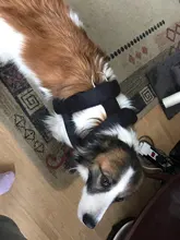 Leashes-Rope Dog-Weight Pitbull Pet-Training Dogs Pulling-Leash Durable Large for Medium