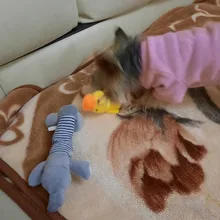 Dog-Toys Squeak Chew Durability All-Pets Sound-Dolls Duck Funny Fleece Elephant Cat Pig