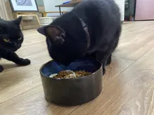 Drinking-Dish-Feeder Raised-Stand Dog-Bowl Feeding-Accessories Puppy Water-Dish Pet-Food