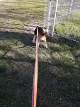 Leash Truelove Dog Elastic Retractable Running-Bungee Hand-Held Jogging Walking Dog-Leads