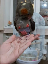 Pájaro loro pañal Cockatiel palomas mascota mediana grande aves traje de vuelo ropa mascotas pájaros heces bolsillo