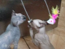 Juguete artificial de plástico para gatos y mascotas, palo con pluma de colores, varita con campana, jaula de ratón, señuelo, color al azar, 1 ud.