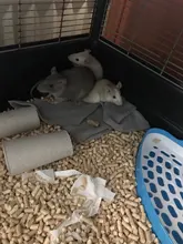 Hámster para mascotas gato conejo esquina baño basura bandejas limpio interior entrenamiento para caja de arena para mascotas bandeja para Animal PEQUEÑO mascotas