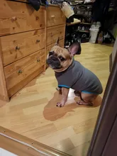 Coat-Jackets Fleece Vest Pug-Costumes Dogs French-Bulldog Chihuahua Winter Small Medium