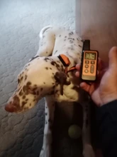 LCD Training-Receiver Remote-Control Dogs-Sound Anti-Bark Rechargeable Waterproof 