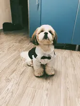 Shirt Tuxedo Pet-Outfit Christmas-Costume Wedding-Suit Cats Gentleman Halloween Small Dogs