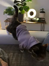 Warm Pet Clothes For Cats Clothing Autumn Winter Clothing for Cats Coat Puppy Outfit
