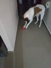 HOOPET Perro Pelota de Goma Juguete Mordedura-resistente Perros Pitbull Cachorro de Peluche Alimentos Para Mascotas