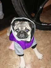 Hoodies Jacket Puppy French-Bulldog Small Dogs Waterproof Dog Chihuahua Winter Autumn