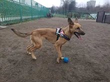 K9 Harnesses For Dogs Customizable Dog Name label Reflective Adjustable Dog Harness Vest