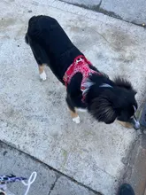 Truelove-arnés Floral sin tirones para mascotas, tela de algodón transpirable y reflectante, suave, para gatos y perros pequeños y medianos, para caminar y correr, TLH5655