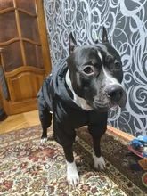 Dog-Coat Winter HOOPET for Dogs Clothing Warm Christmas Big