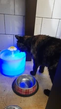 Water-Fountain Automatic Bowl Feeder Drinker FILTERS Led-Lighting Cats with 5-Pack USB