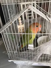 Bird-Toys Accessories Perch-Stand Cockatiel Budgie Parkiet Vogelspeelgoed 7pcs Jouet