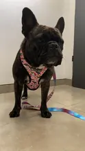 Pet-Harness Vest Lead-Leash Puppy-Frenchie Dogs Walking-Dog Pug Small for Bulldog Medium