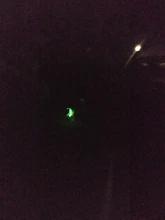 Dog-Collars Glowing Flashing Pet-Dog Rechargeable LED Night-Safety Luminous