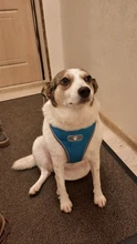 Vest Harnesses Pet-Accessories Husky Adjustable Breast-Band Reflective Large Dog 