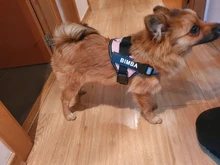 Arnés transpirable reflectante sin tirones para perro, chaleco de arnés de mascota ajustable con parche personalizado de identificación, suministros para caminar al aire libre